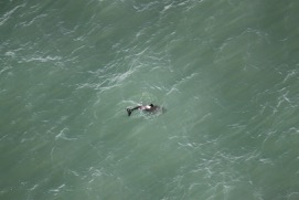Missing Picture